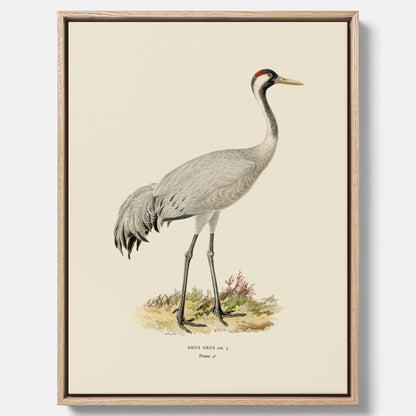 Vintageposter föreställande en trana, ritad av bröderna von Wright i canvas