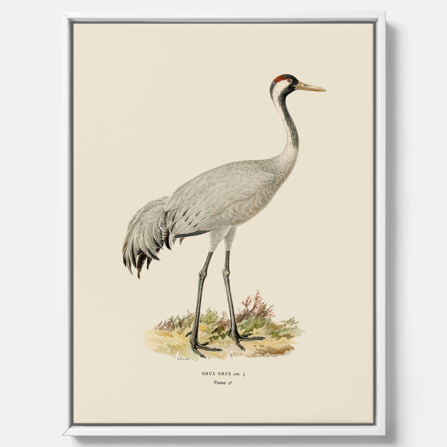 Vintageposter föreställande en trana, ritad av bröderna von Wright i canvas