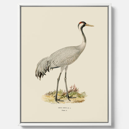 Vintageposter föreställande en trana, ritad av bröderna von Wright i canvas