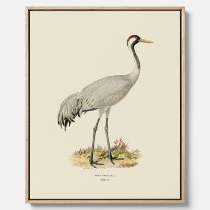 Vintageposter föreställande en trana, ritad av bröderna von Wright i canvas