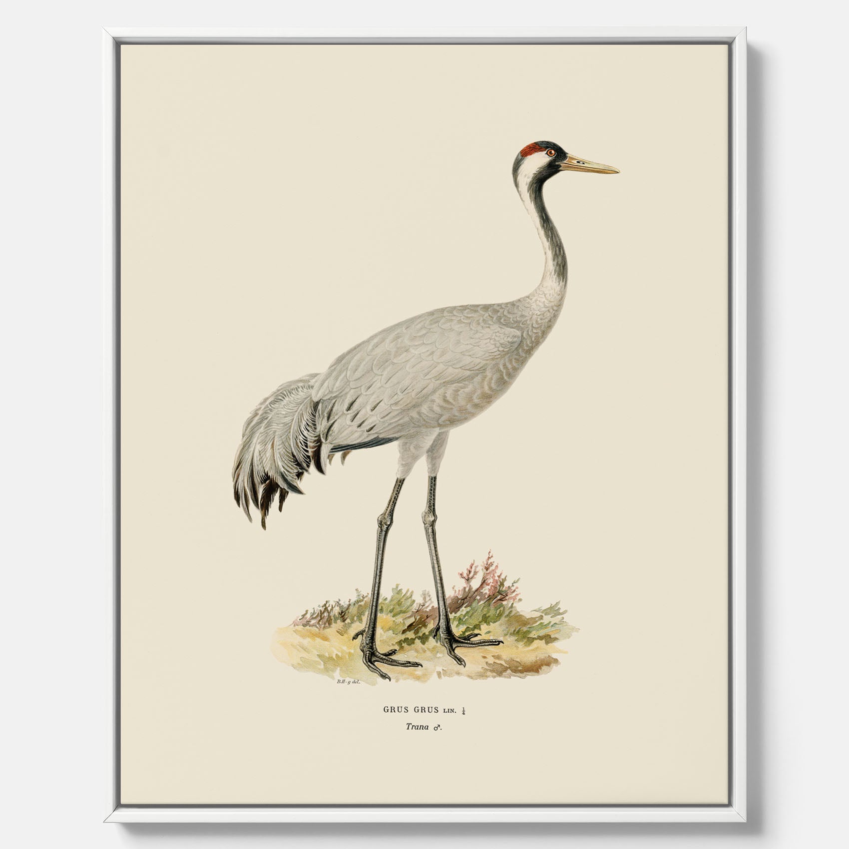 Vintageposter föreställande en trana, ritad av bröderna von Wright i canvas