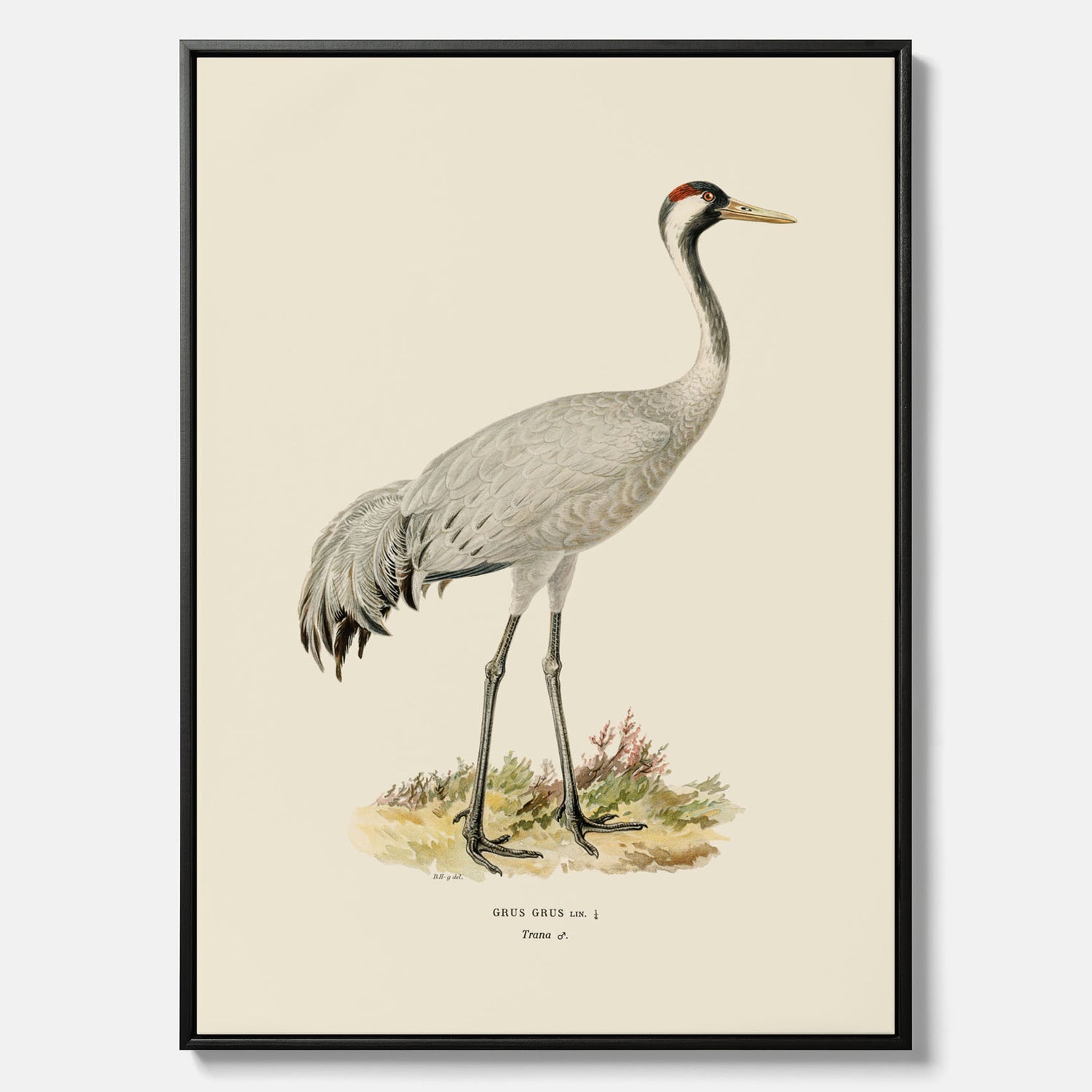 Vintageposter föreställande en trana, ritad av bröderna von Wright i canvas