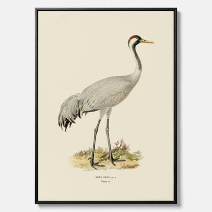 Vintageposter föreställande en trana, ritad av bröderna von Wright i canvas