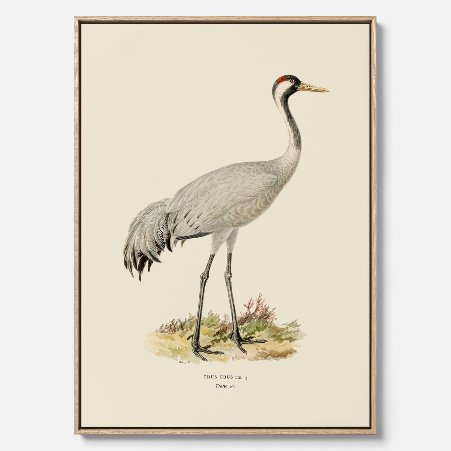Vintageposter föreställande en trana, ritad av bröderna von Wright i canvas