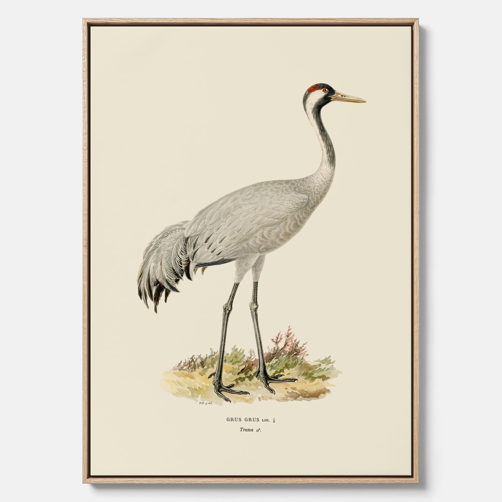 Vintageposter föreställande en trana, ritad av bröderna von Wright i canvas