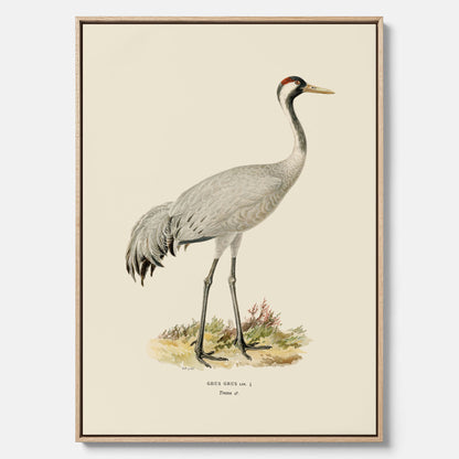 Vintageposter föreställande en trana, ritad av bröderna von Wright i canvas