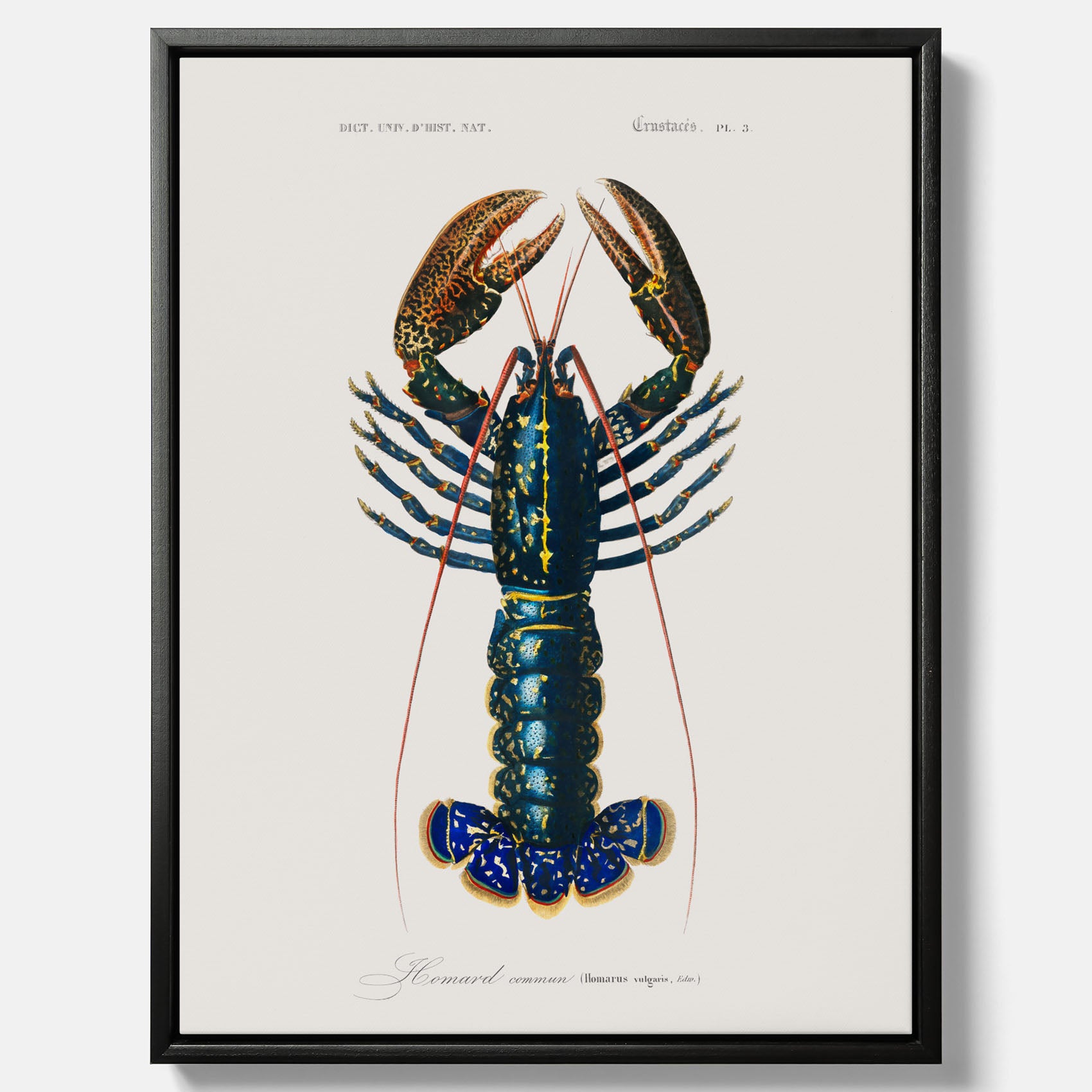 Kökstavla på canvas med Hummer poster till kök, hummerposter, skaldjur, köksposter, tavla till kök
