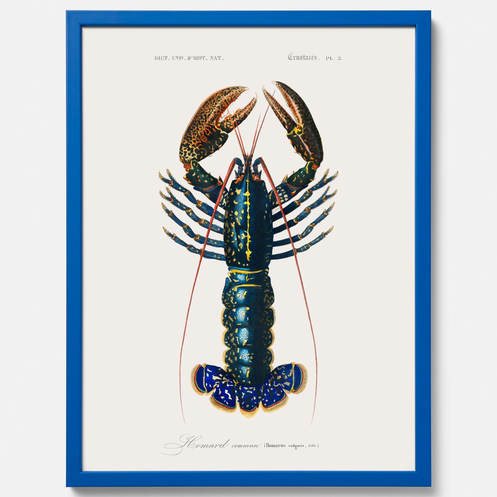Kökstavla med Hummer poster till kök, hummerposter, skaldjur, köksposter, tavla till kök