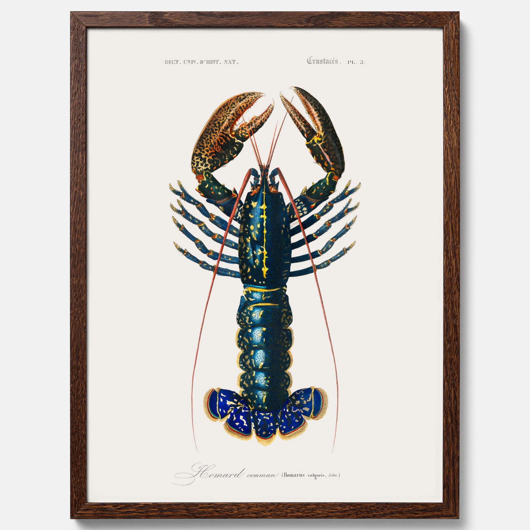 Kökstavla med Hummer poster till kök, hummerposter, skaldjur, köksposter, tavla till kök