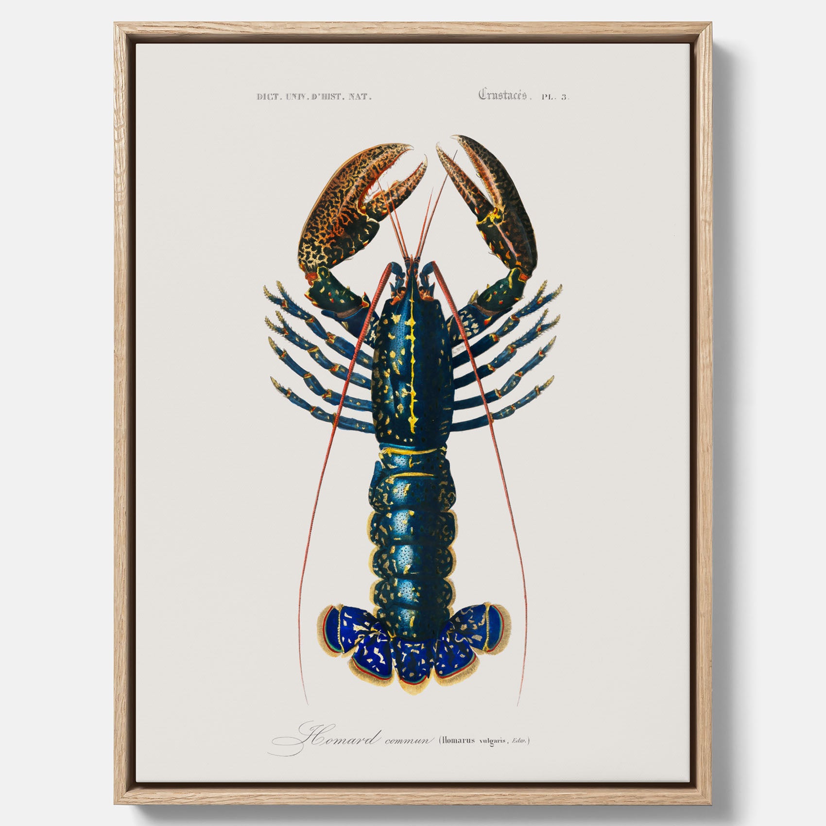 Kökstavla på canvas med Hummer poster till kök, hummerposter, skaldjur, köksposter, tavla till kök