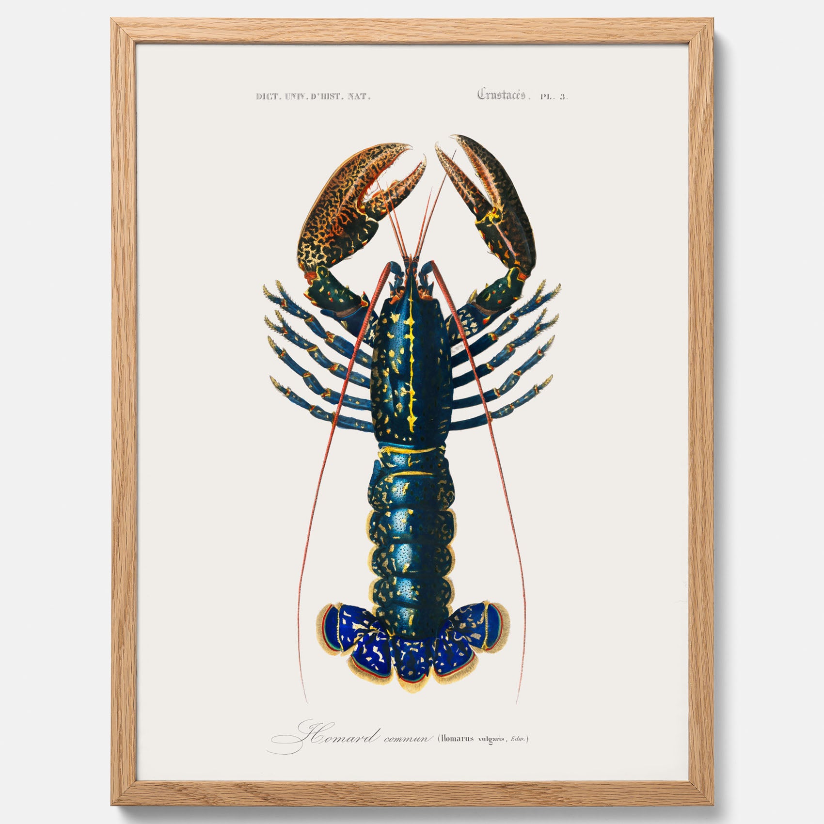 Kökstavla med Hummer poster till kök, hummerposter, skaldjur, köksposter, tavla till kök