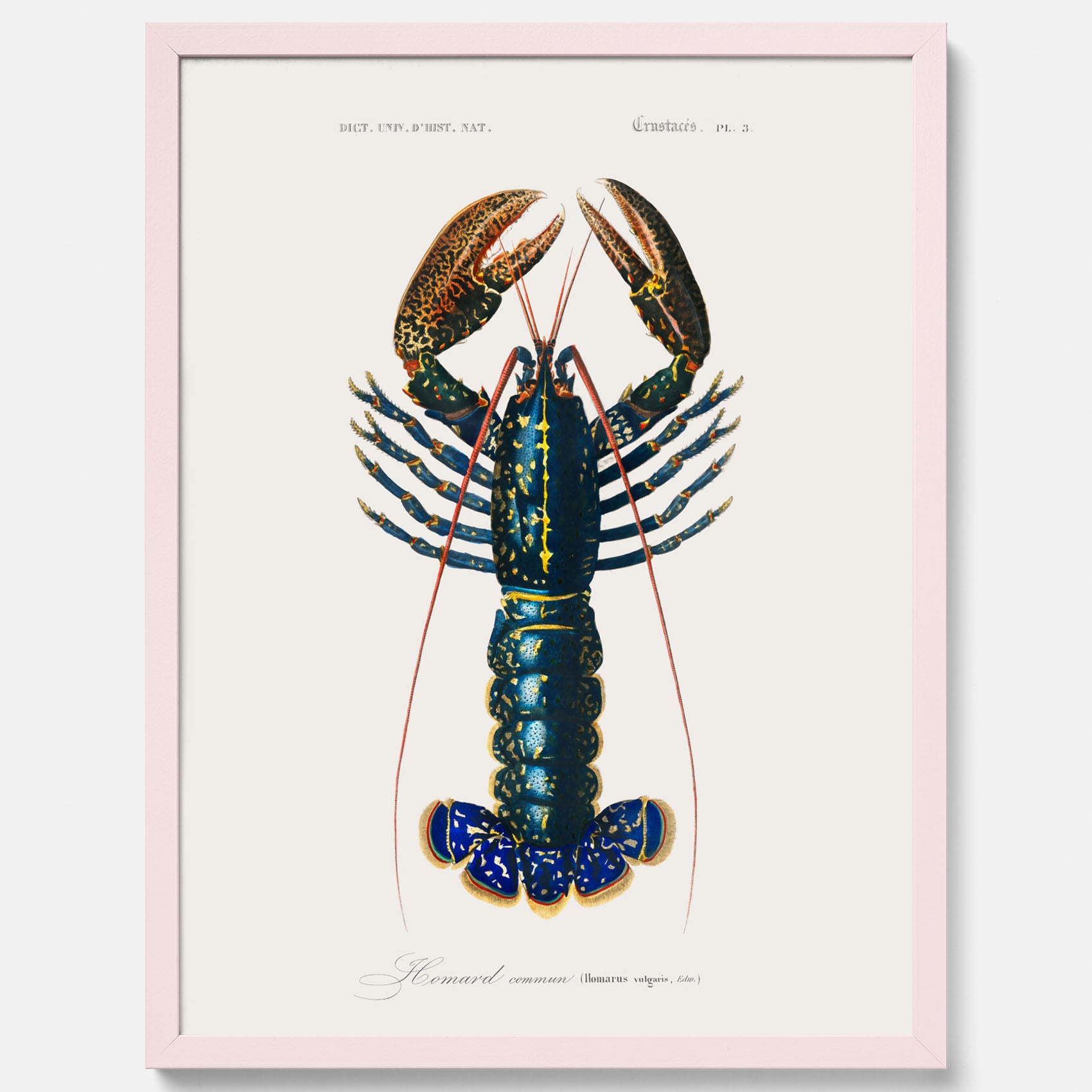 Kökstavla med Hummer poster till kök, hummerposter, skaldjur, köksposter, tavla till kök