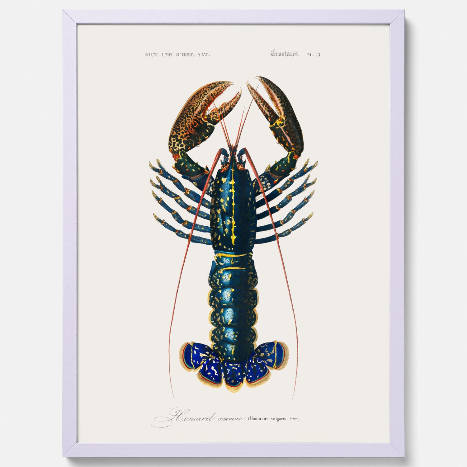 Kökstavla med Hummer poster till kök, hummerposter, skaldjur, köksposter, tavla till kök
