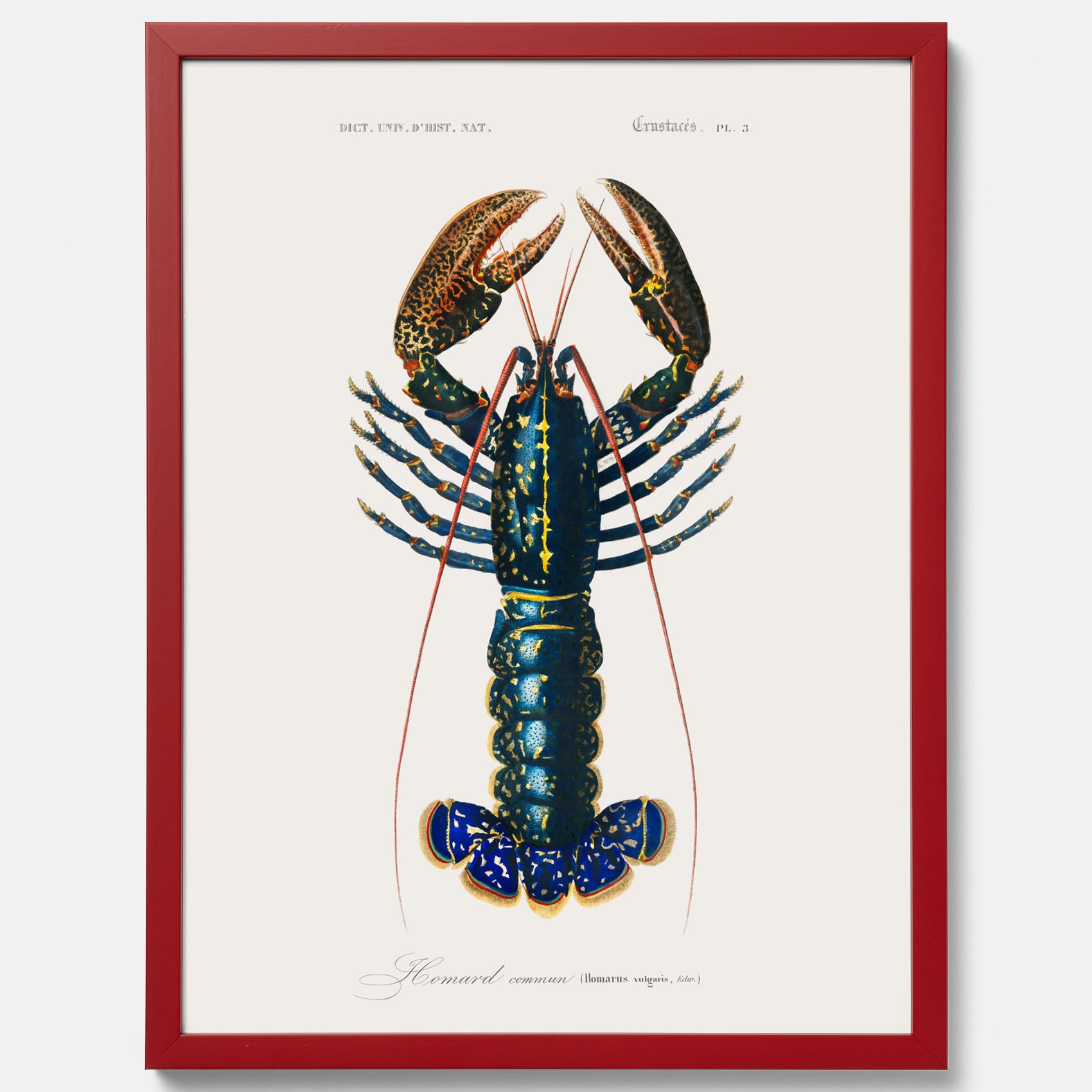 Kökstavla med Hummer poster till kök, hummerposter, skaldjur, köksposter, tavla till kök