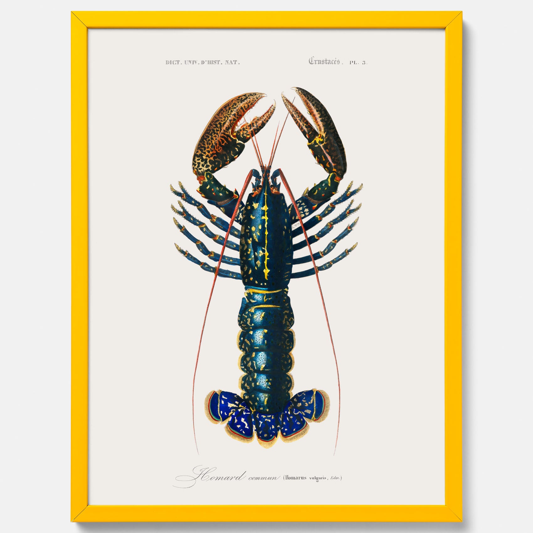 Kökstavla med Hummer poster till kök, hummerposter, skaldjur, köksposter, tavla till kök