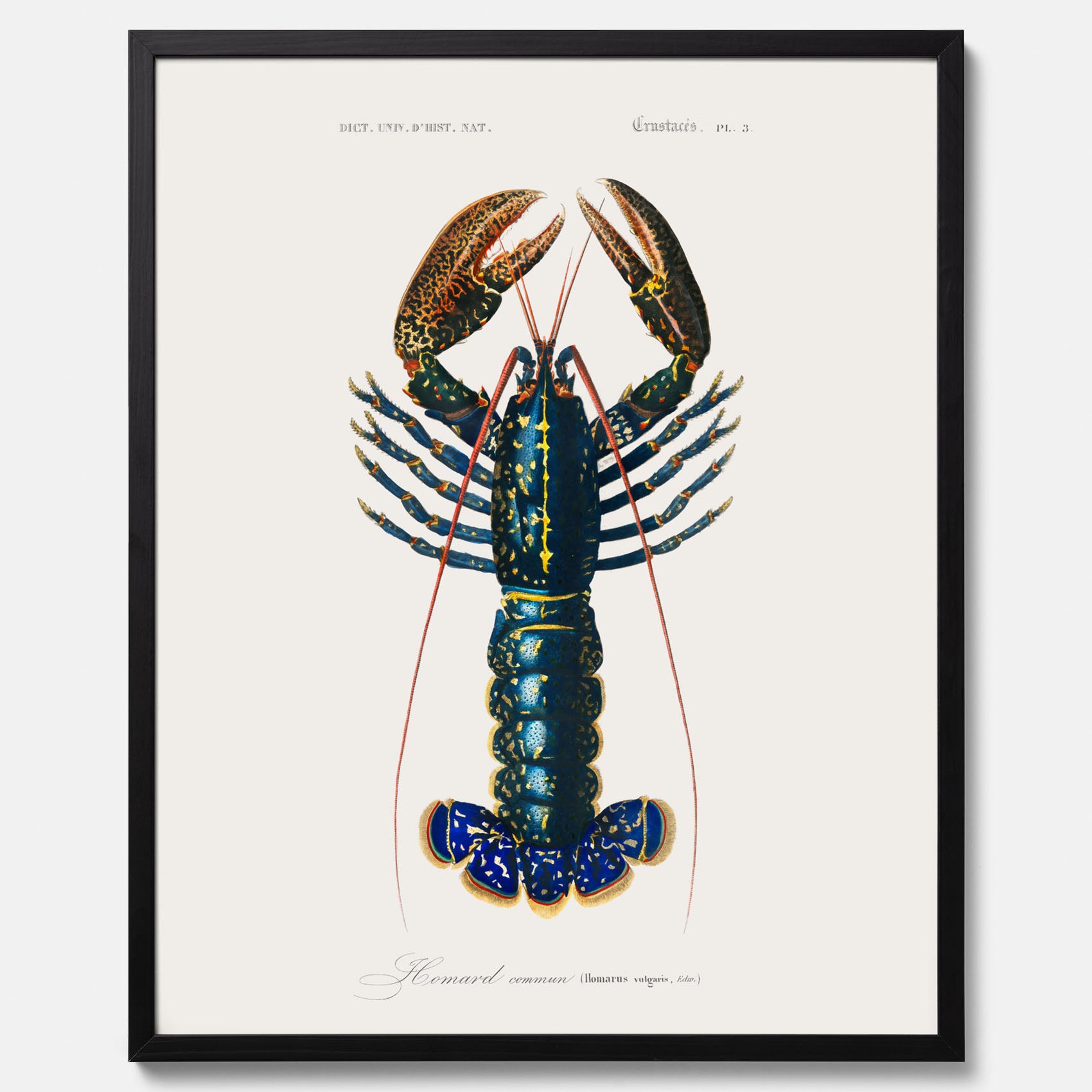 Kökstavla med Hummer poster till kök, hummerposter, skaldjur, köksposter, tavla till kök