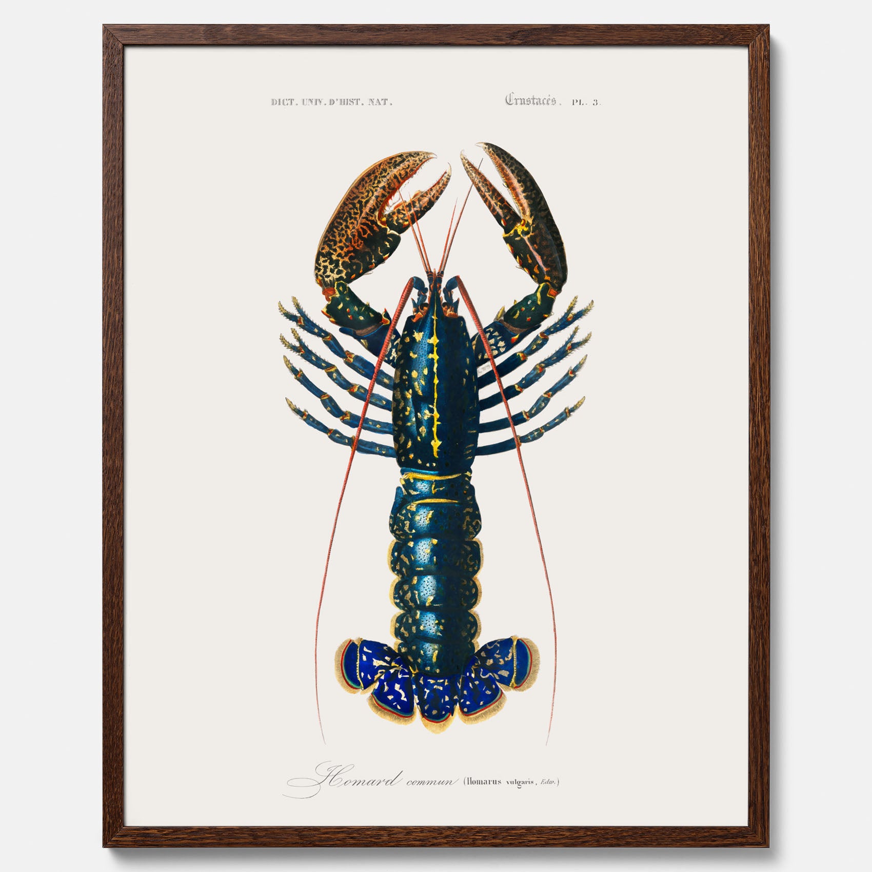Kökstavla med Hummer poster till kök, hummerposter, skaldjur, köksposter, tavla till kök