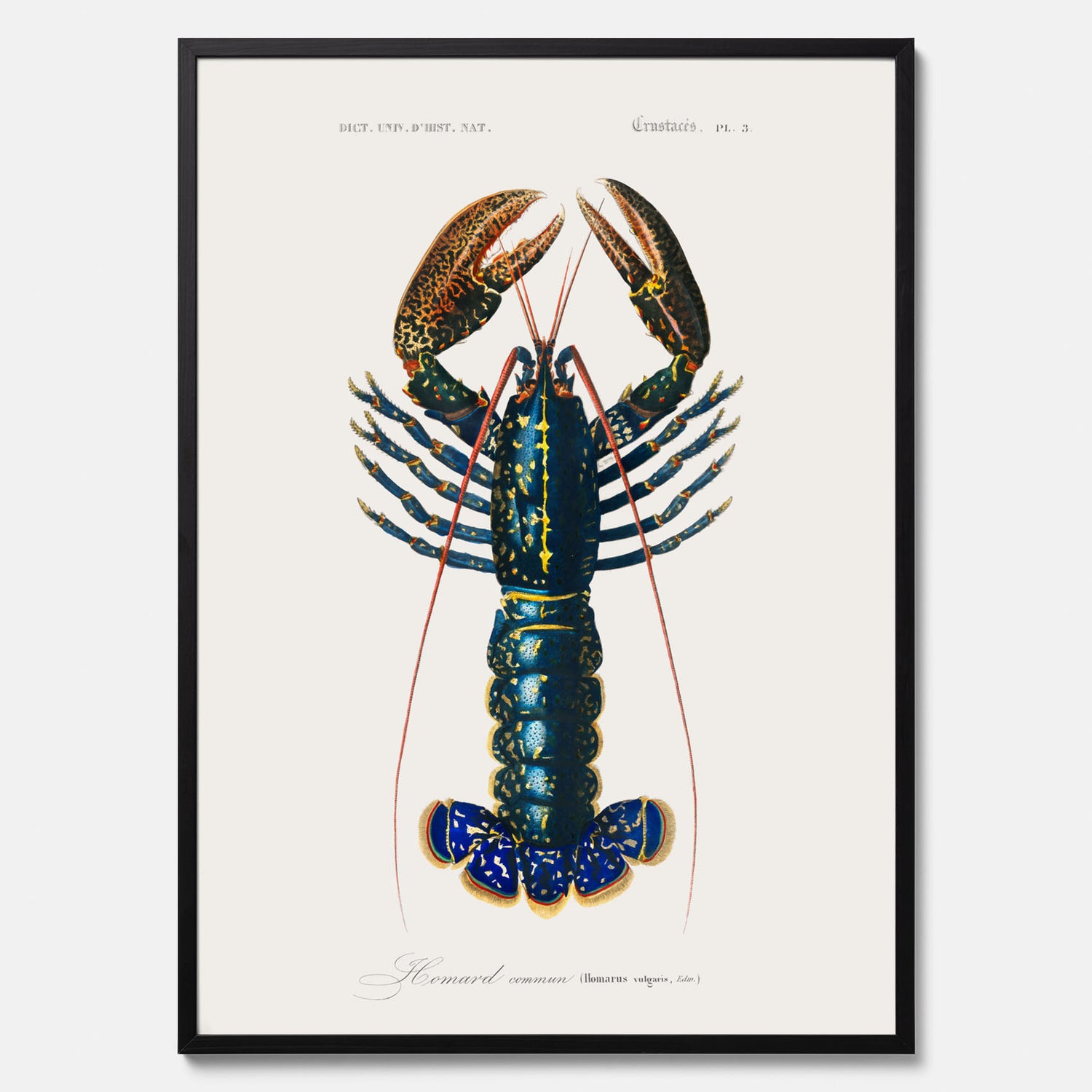 Kökstavla med Hummer poster till kök, hummerposter, skaldjur, köksposter, tavla till kök