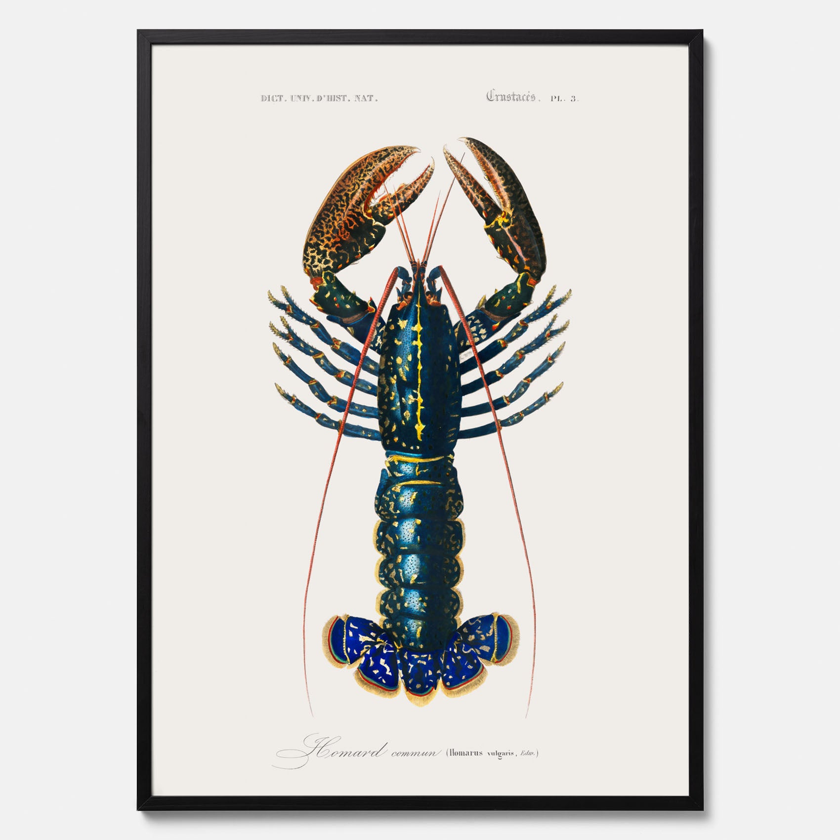Kökstavla med Hummer poster till kök, hummerposter, skaldjur, köksposter, tavla till kök
