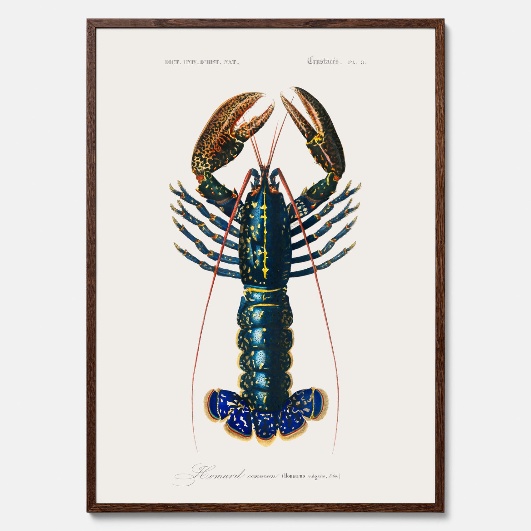 Kökstavla med Hummer poster till kök, hummerposter, skaldjur, köksposter, tavla till kök