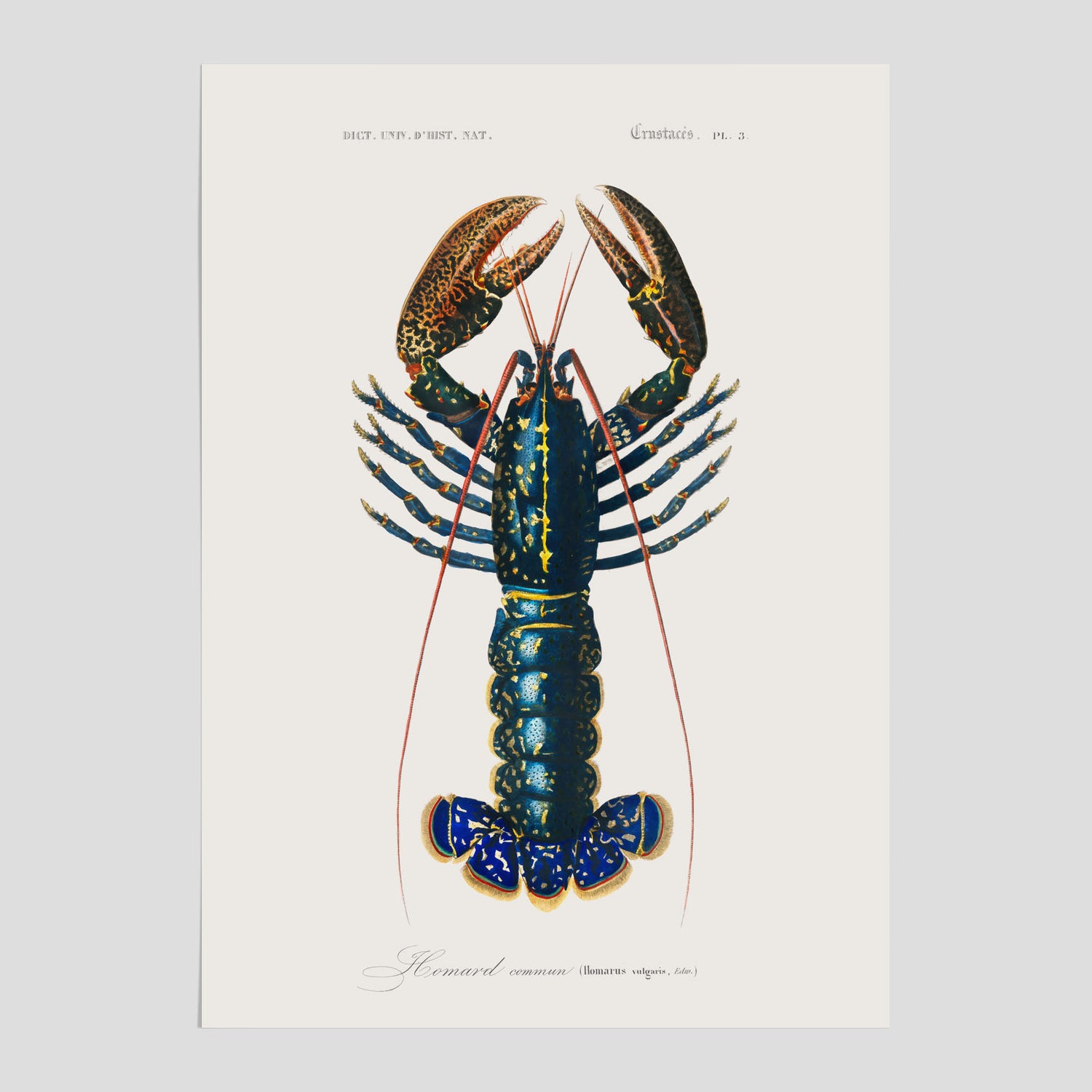 Kökstavla med Hummer poster till kök, hummerposter, skaldjur, köksposter, tavla till kök