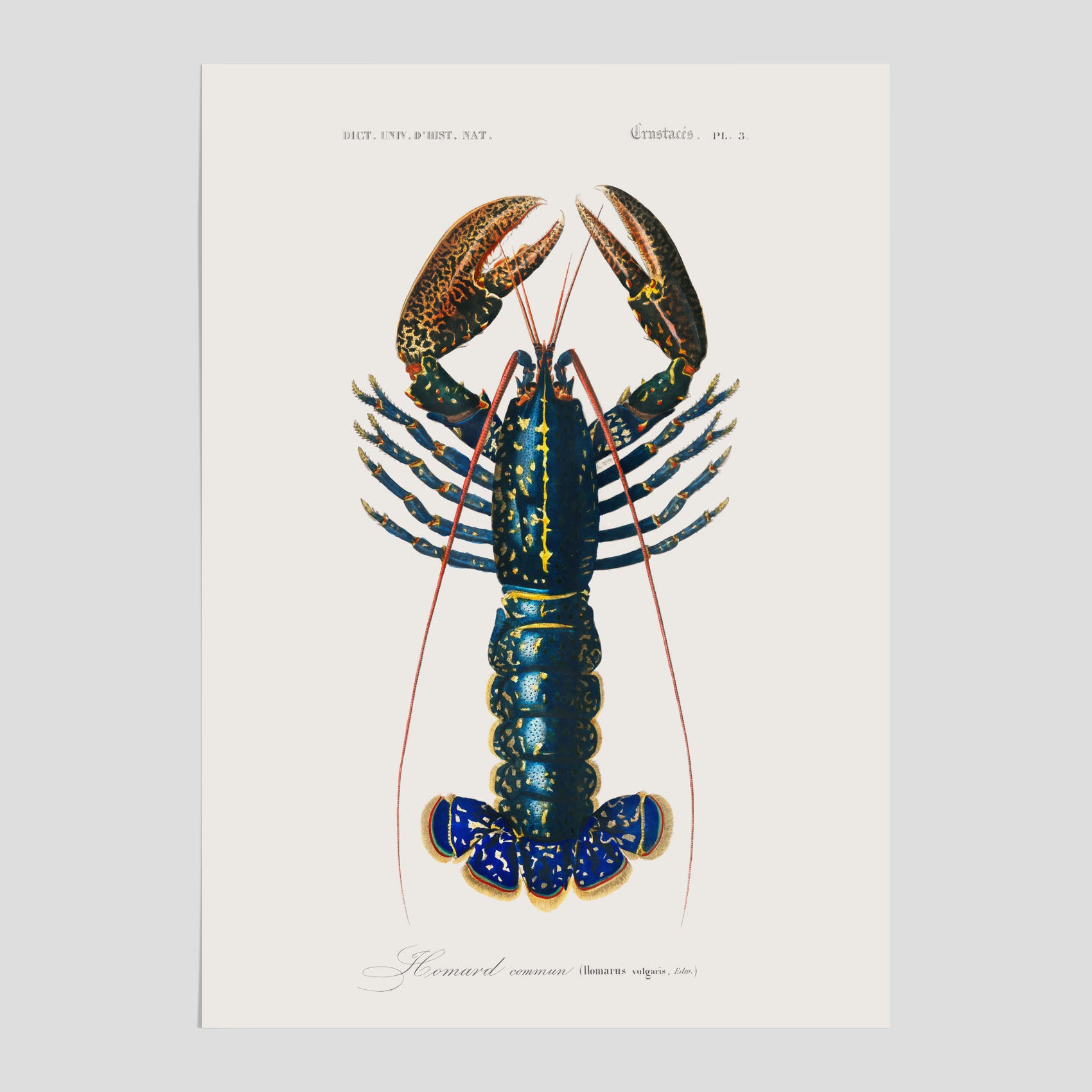 Kökstavla med Hummer poster till kök, hummerposter, skaldjur, köksposter, tavla till kök