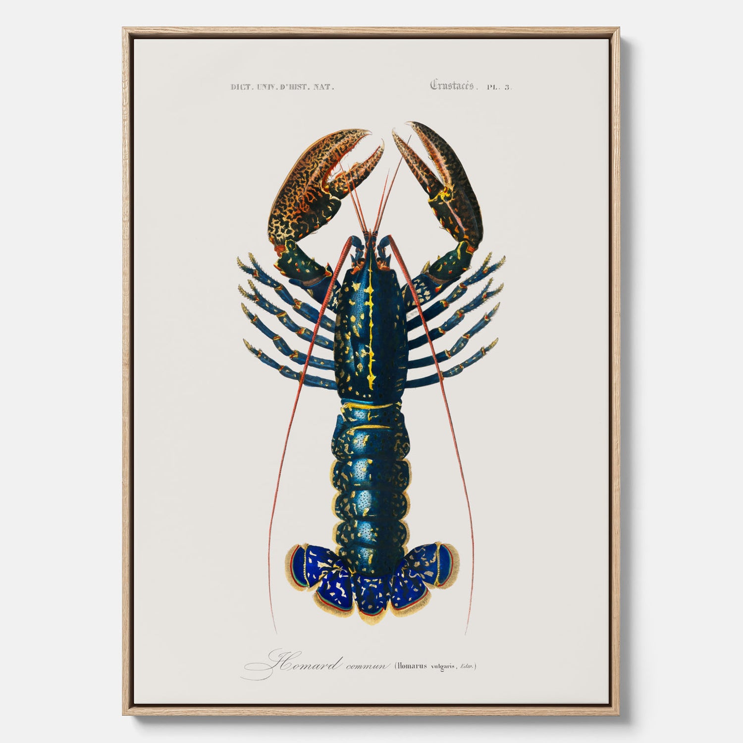 Kökstavla på canvas med Hummer poster till kök, hummerposter, skaldjur, köksposter, tavla till kök