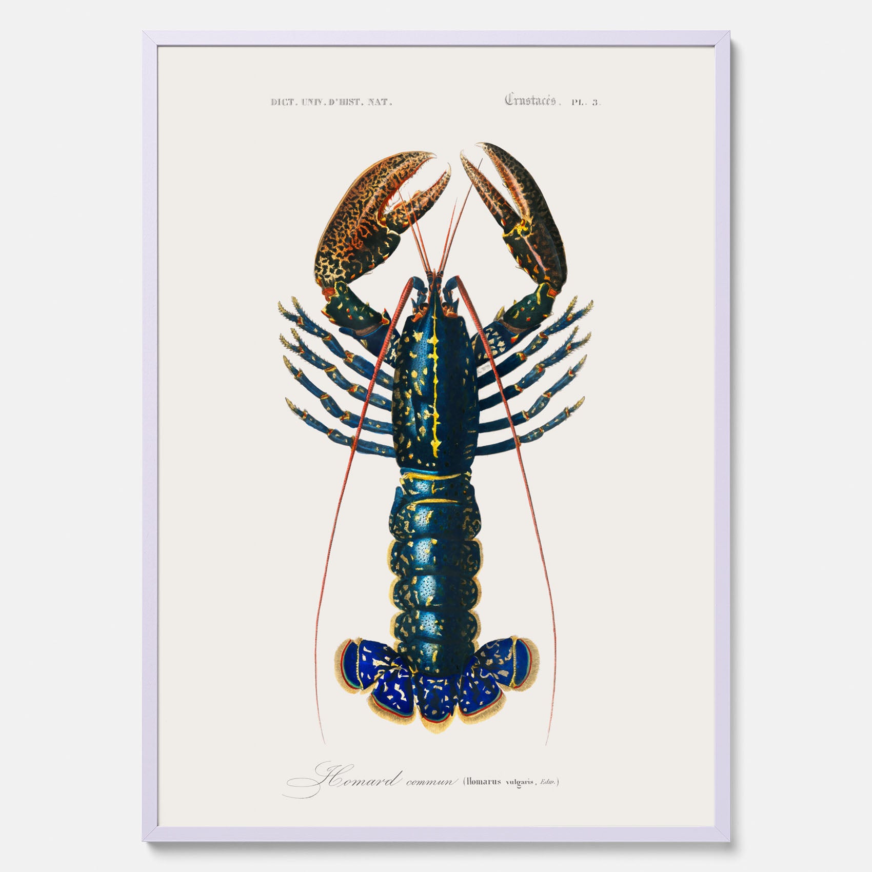 Kökstavla med Hummer poster till kök, hummerposter, skaldjur, köksposter, tavla till kök