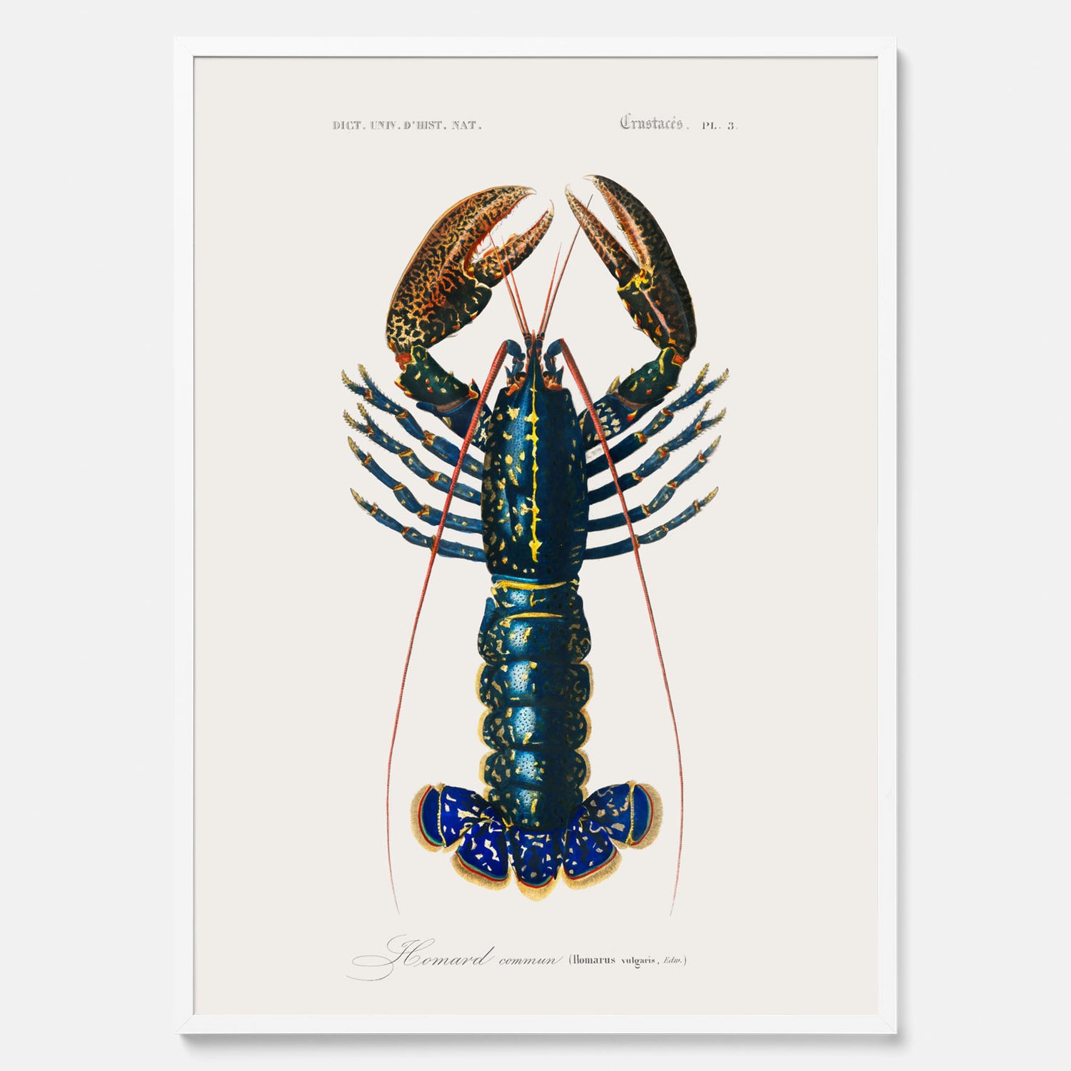 Kökstavla med Hummer poster till kök, hummerposter, skaldjur, köksposter, tavla till kök