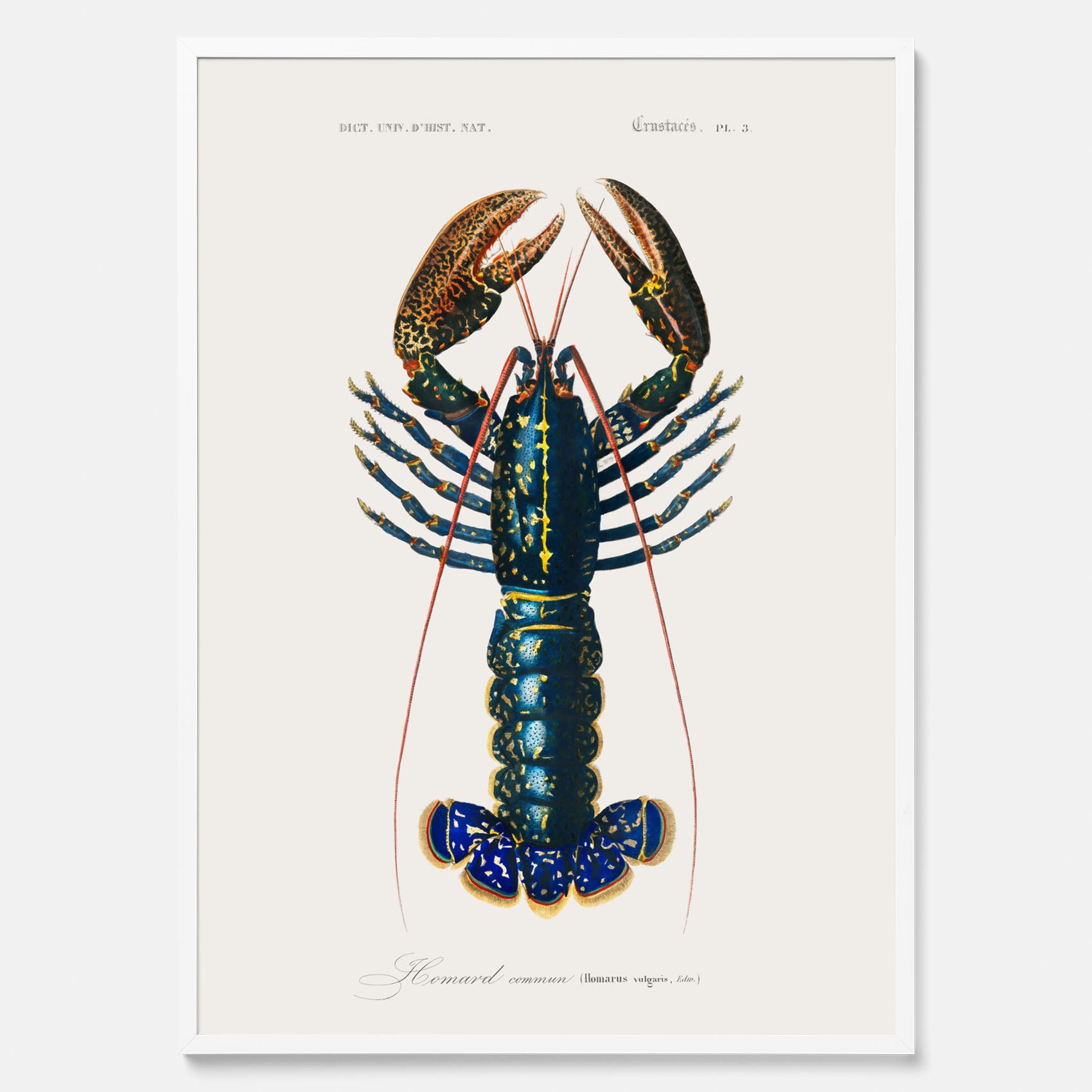 Kökstavla med Hummer poster till kök, hummerposter, skaldjur, köksposter, tavla till kök