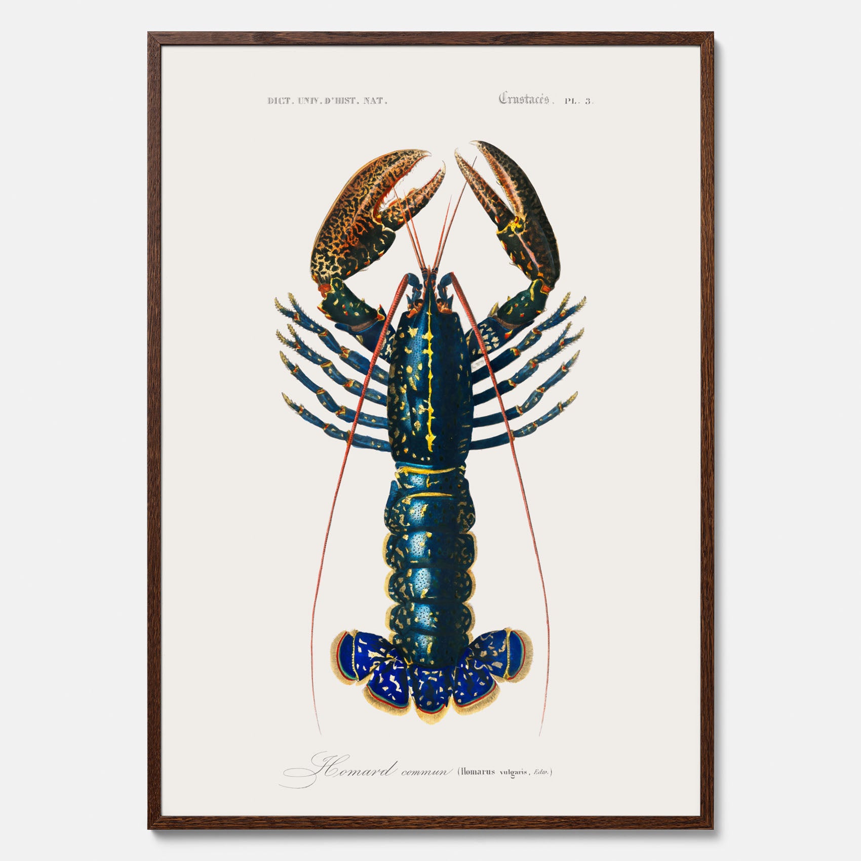 Kökstavla med Hummer poster till kök, hummerposter, skaldjur, köksposter, tavla till kök