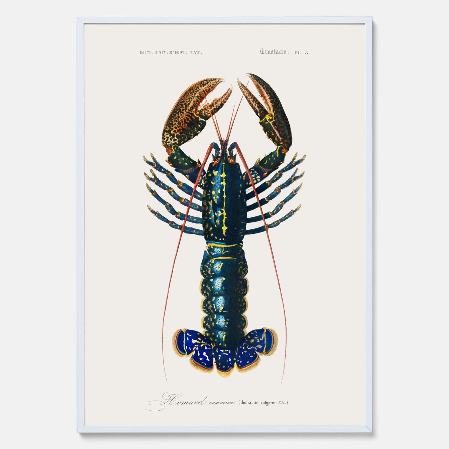 Kökstavla med Hummer poster till kök, hummerposter, skaldjur, köksposter, tavla till kök