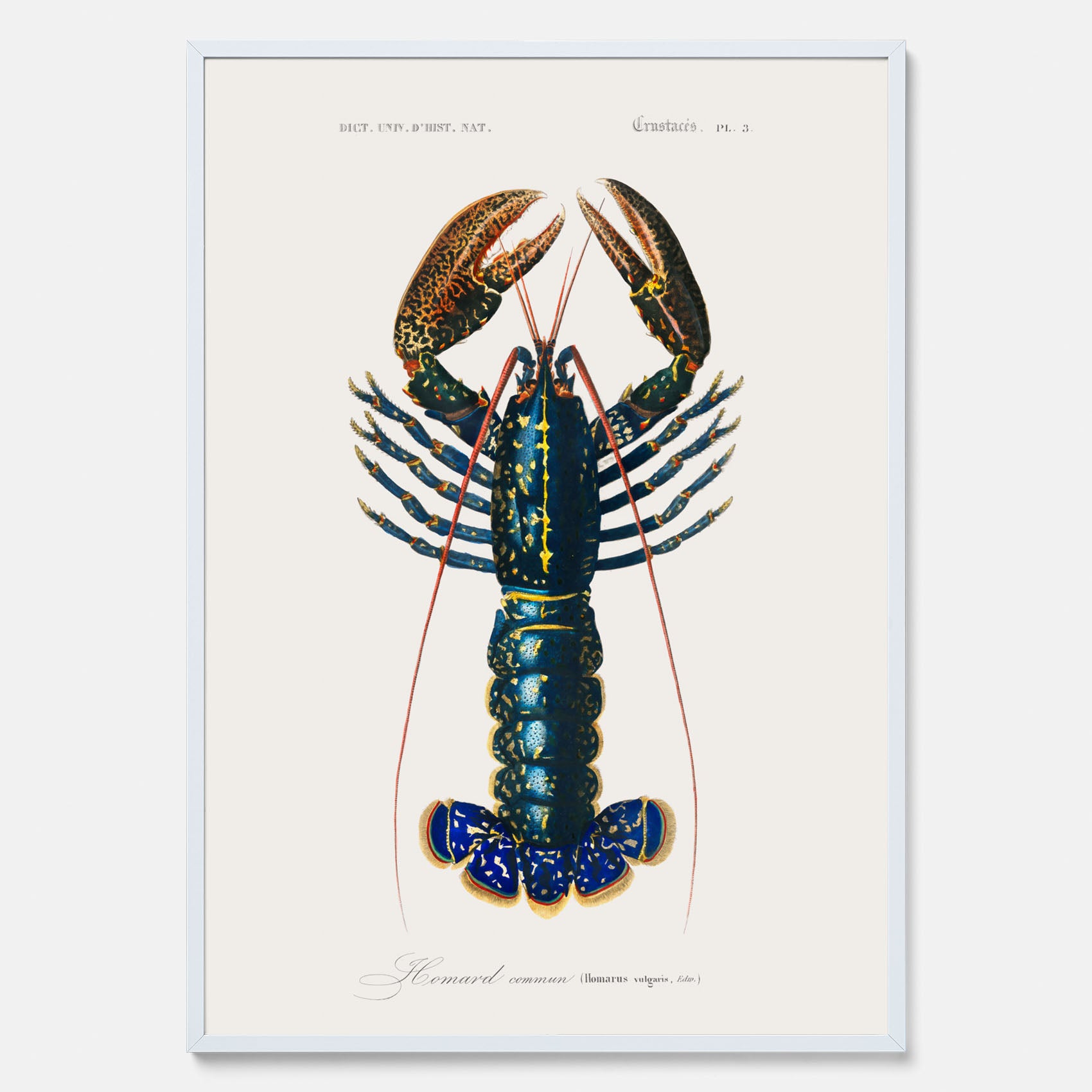 Kökstavla med Hummer poster till kök, hummerposter, skaldjur, köksposter, tavla till kök
