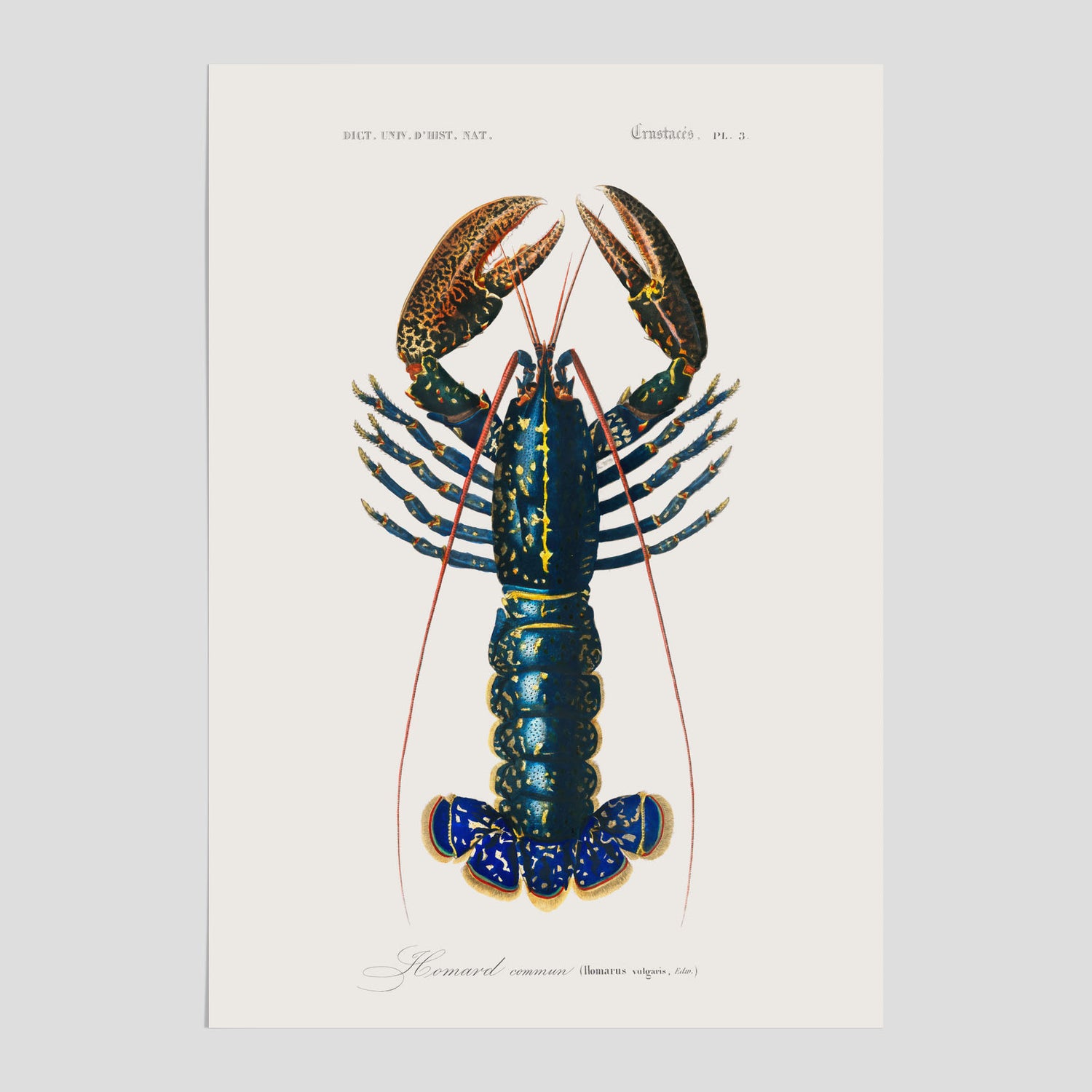 Kökstavla med Hummer poster till kök, hummerposter, skaldjur, köksposter, tavla till kök