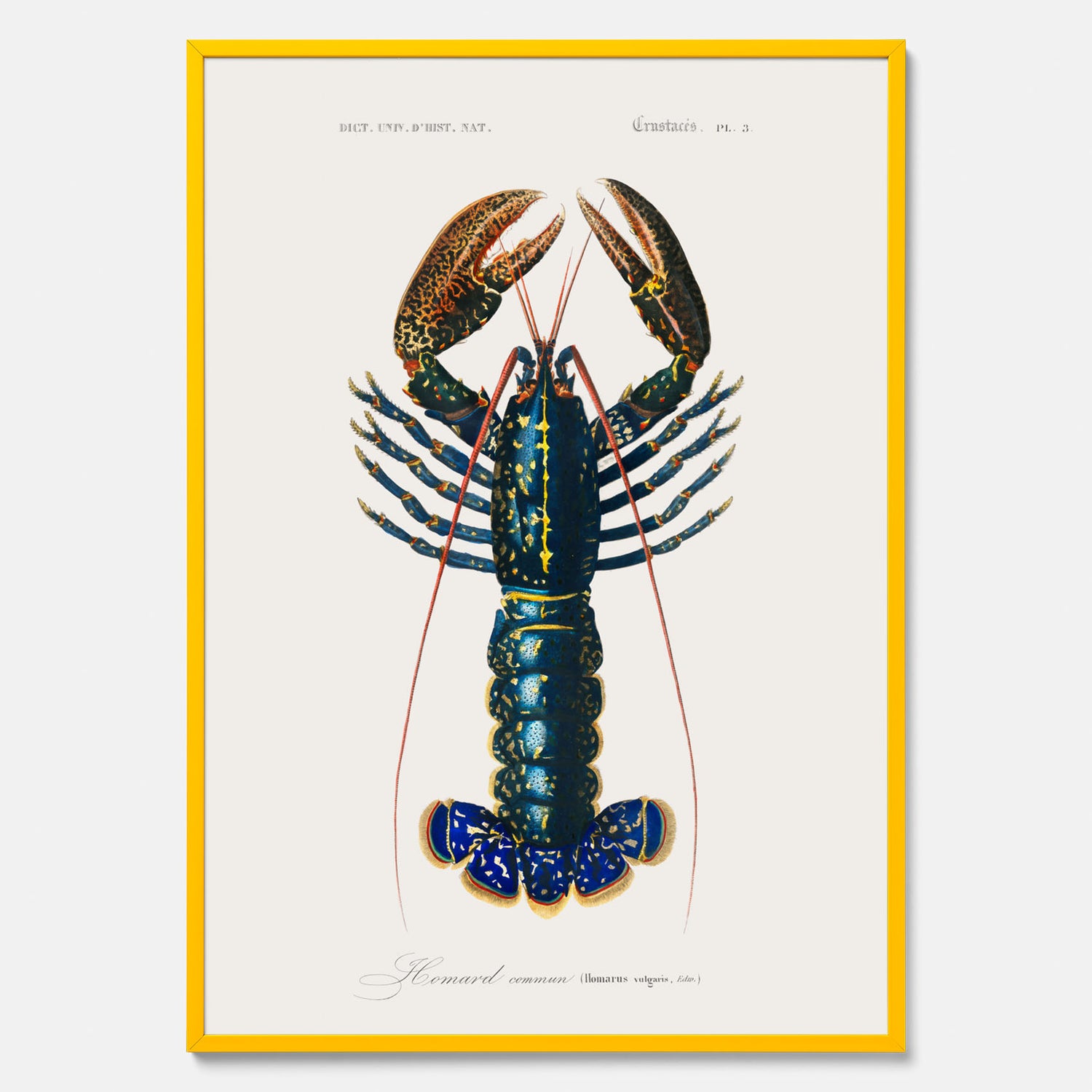 Kökstavla med Hummer poster till kök, hummerposter, skaldjur, köksposter, tavla till kök