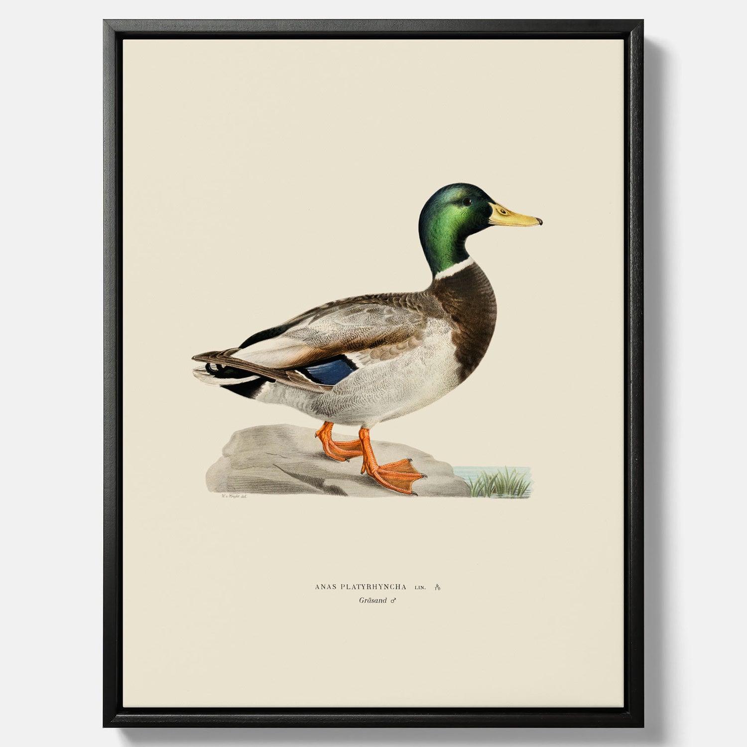 Vintageposter på canvas föreställande en gräsand, ritad av bröderna von Wright.