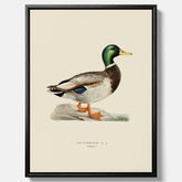 Vintageposter på canvas föreställande en gräsand, ritad av bröderna von Wright.
