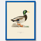 Vintageposter föreställande en gräsand, ritad av bröderna von Wright.