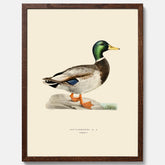 Vintageposter föreställande en gräsand, ritad av bröderna von Wright.