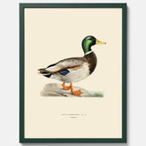 Vintageposter föreställande en gräsand, ritad av bröderna von Wright.