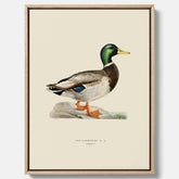 Vintageposter på canvas föreställande en gräsand, ritad av bröderna von Wright.