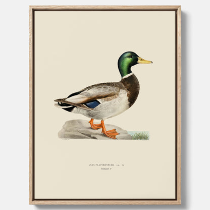 Vintageposter på canvas föreställande en gräsand, ritad av bröderna von Wright.
