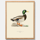 Vintageposter föreställande en gräsand, ritad av bröderna von Wright.