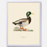 Vintageposter föreställande en gräsand, ritad av bröderna von Wright.