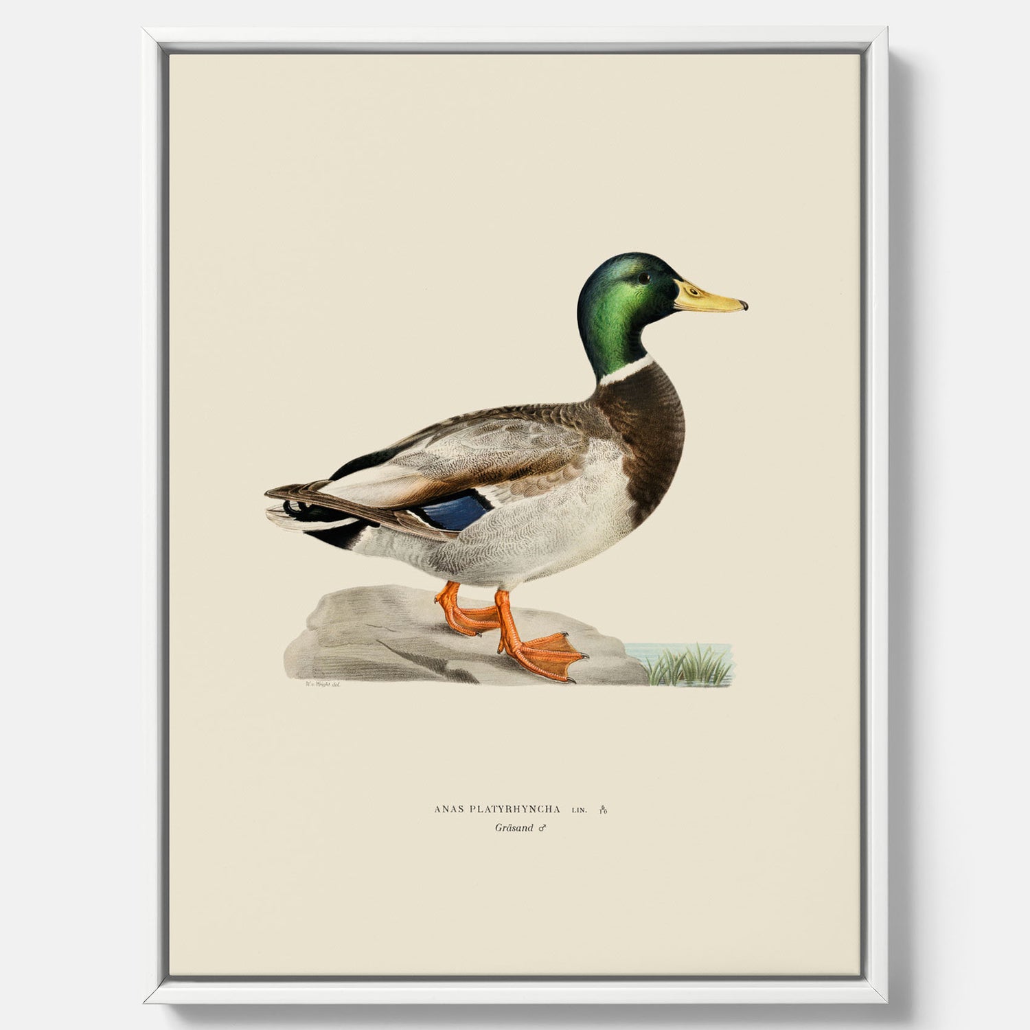Vintageposter på canvas föreställande en gräsand, ritad av bröderna von Wright.