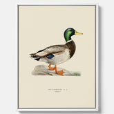 Vintageposter på canvas föreställande en gräsand, ritad av bröderna von Wright.