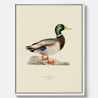 Vintageposter på canvas föreställande en gräsand, ritad av bröderna von Wright.