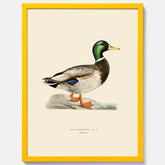 Vintageposter föreställande en gräsand, ritad av bröderna von Wright.