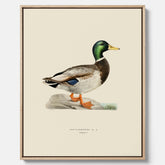 Vintageposter på canvas föreställande en gräsand, ritad av bröderna von Wright.