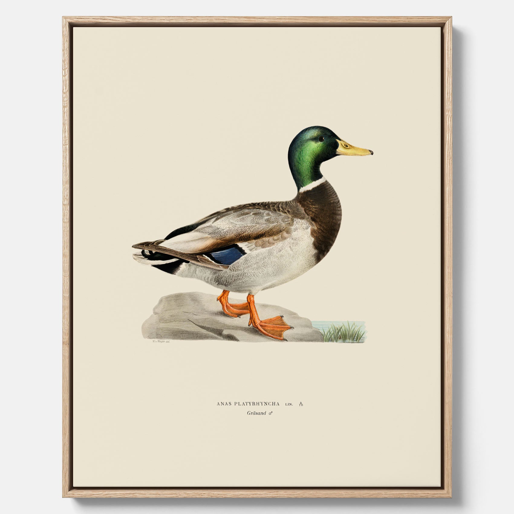 Vintageposter på canvas föreställande en gräsand, ritad av bröderna von Wright.